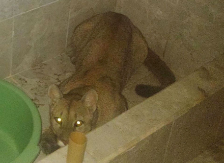 puma.jpg