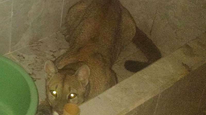 Fue al baño en plena madrugada y se encontró con un puma en la bañera