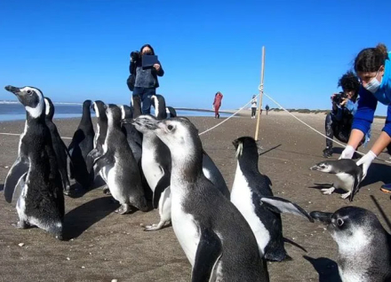 pinguinos2.jpg