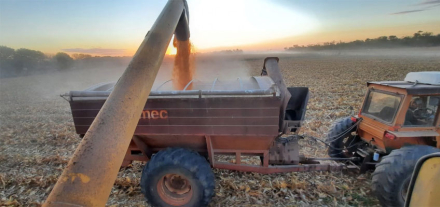 sorgo-cosecha.jpg