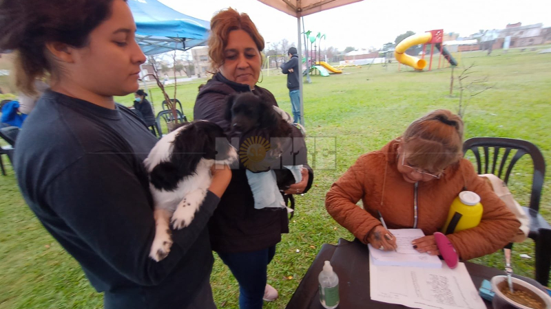 Aún con llovizna, se mantiene alta la demanda para castrar animales