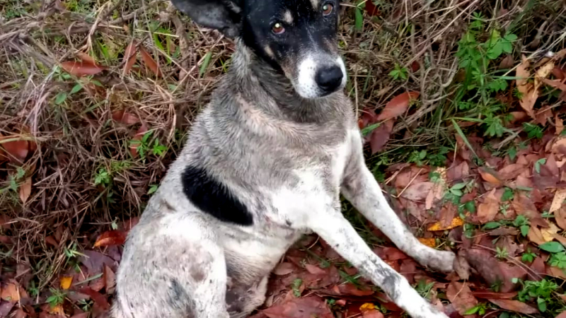 Manchas fue abandonado al costado de la U7 y hoy necesita de mucha ayuda