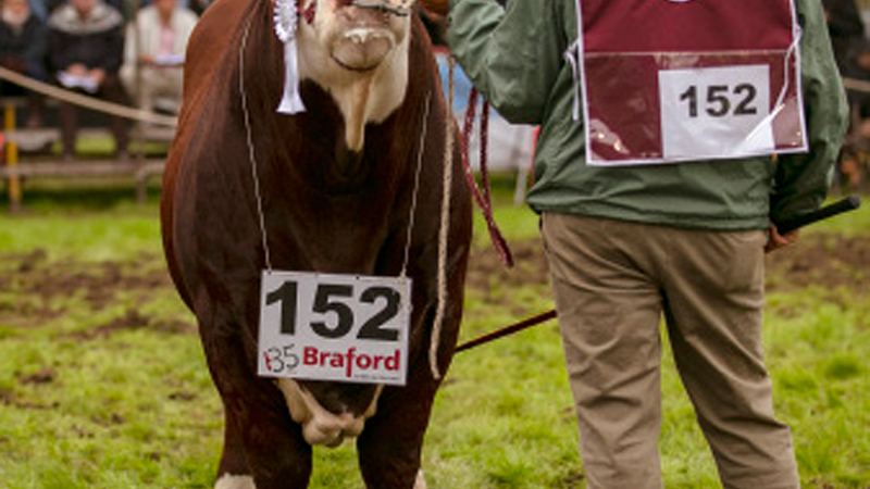 Corrientes se pone de pie para recibir a la raza Braford