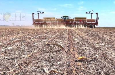 Girasol: escasez de semillas e incógnita sobre el rendimiento de indiferencia