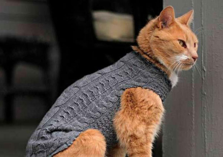 gato.jpg