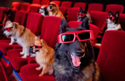 Argentina realizará su primera función de cine con perros