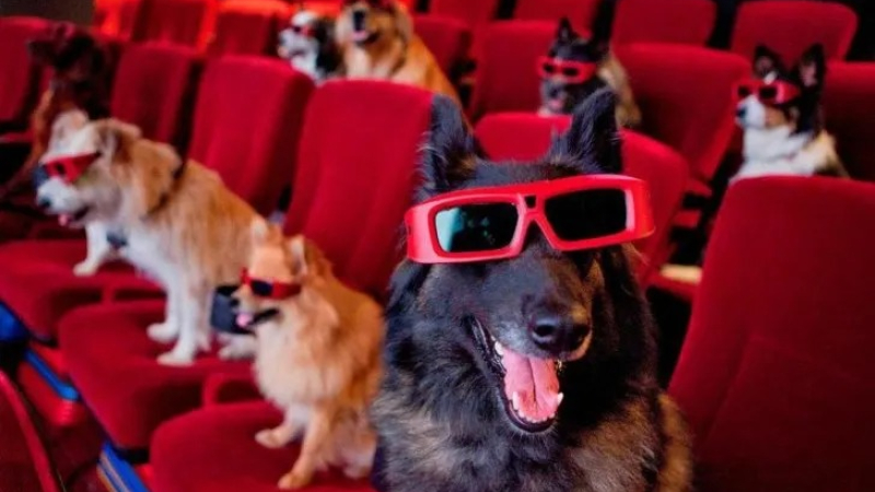 Argentina realizará su primera función de cine con perros
