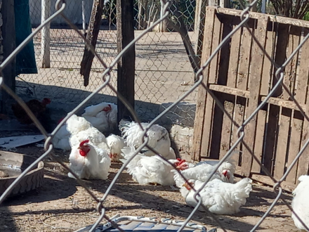 gallinas amalio.jpg