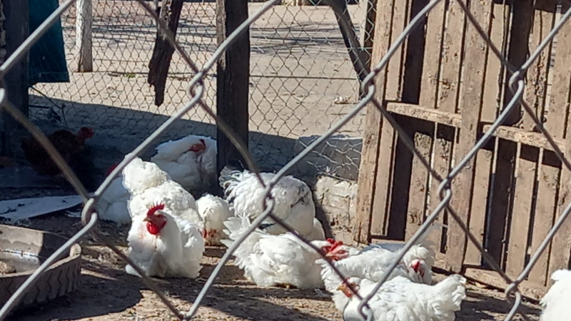 Diversificar "es necesario para los que no se quieren ir del campo"