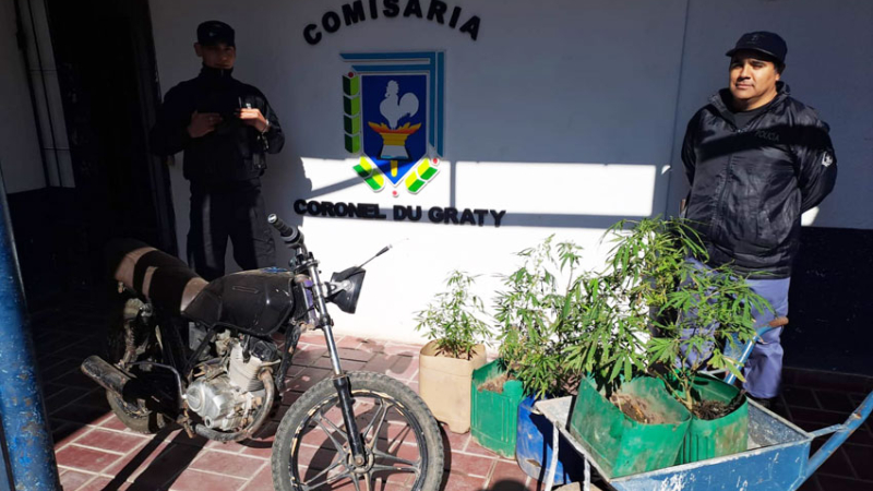 Du Graty: persecución y secuestro de planta de marihuana en Colonia Las Golondrinas