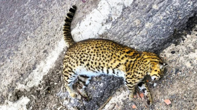 Villa Ocampo: dudas sobre un animal que encontraron muerto sobre la Ruta 11
