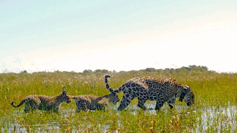 Nacieron dos yaguaretés en los Esteros del Iberá