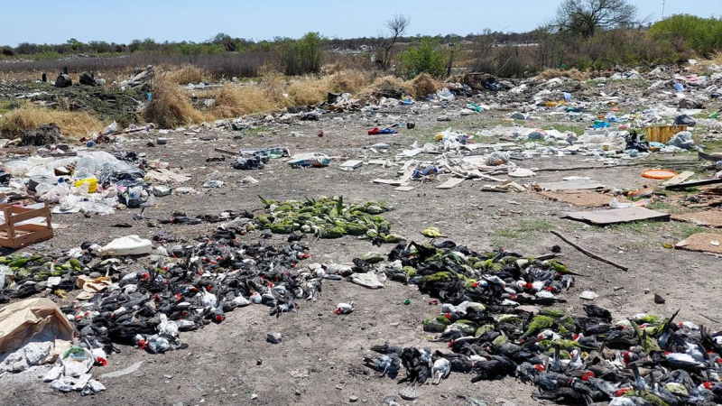 Cientos de pájaros muertos en basural de Plaza