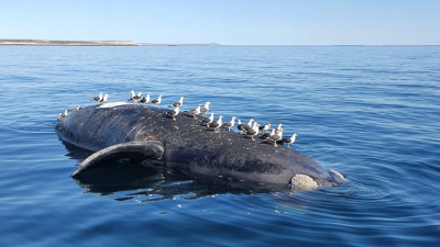 Chubut: aparecieron varias ballenas muertas en el Golfo Nuevo