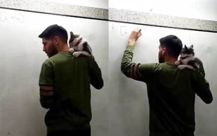 profesor-gato-hombro.jpg