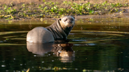 nutria.jpg