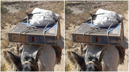 burro.jpg