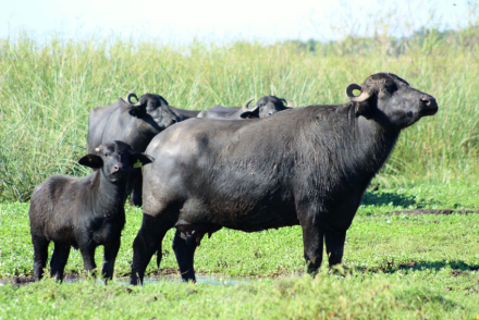 bufalo2.jpg