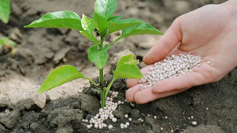 Alimentos balanceados: fabricantes perjudicados por trabas a las importaciones