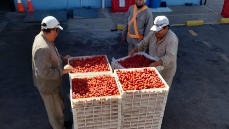 Frutilla chaqueña en lo alto