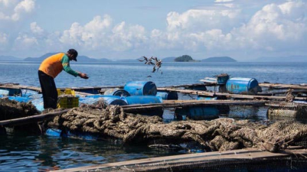 pesca.jpg