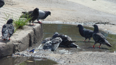 Segundo feriado con un calor que no cesa