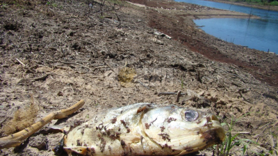 Dramático relato de vecinos ribereños: "Vimos una corriente de líquido más oscuro que el río que hacía saltar a los peces"