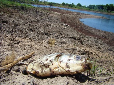 peces muertos 2.jfif