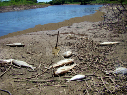 peces4.jpg
