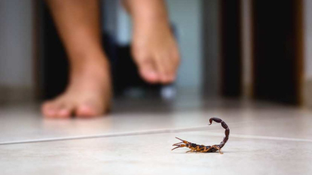 Alacranes.jpg