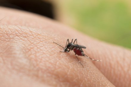 blog-fiebre-amarilla.jpg