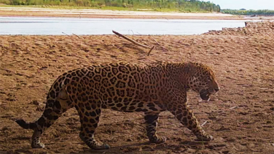 Allanaron el domicilio de un cazador y encontraron un yaguareté