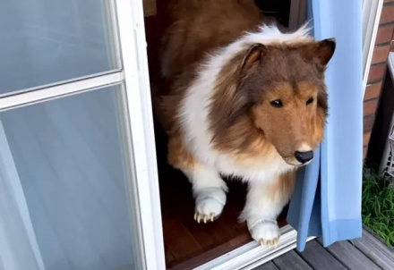 hombre-perro.jpg