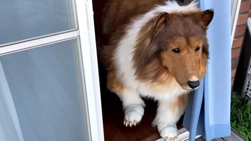 Logró convertirse en perro y cosecha millones de reproducciones