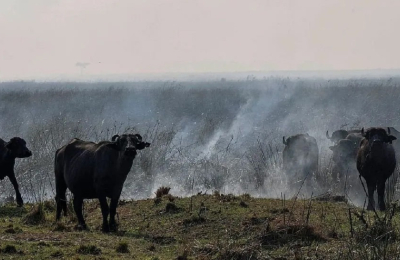 "Vamos a tener 470.000 toneladas menos de arroz en Corrientes"