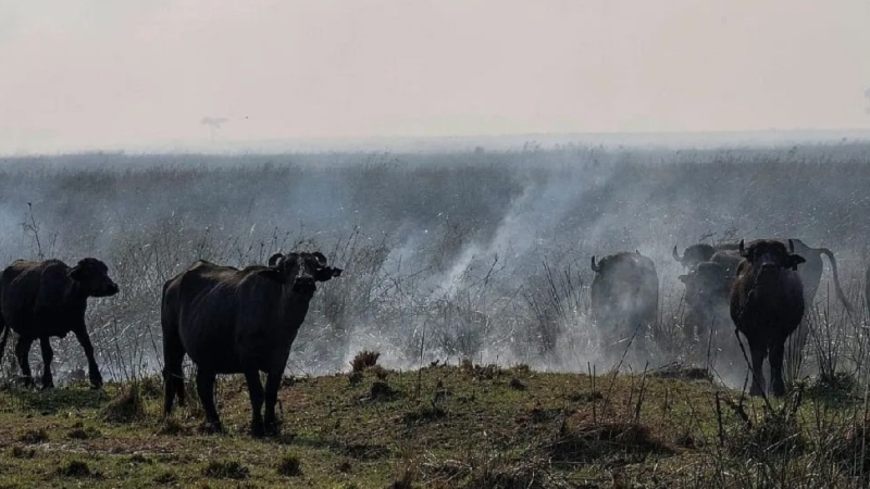 "Vamos a tener 470.000 toneladas menos de arroz en Corrientes"
