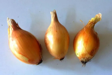 cebolla3.jpg