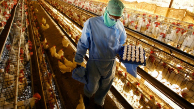 Aseguran que se pueden consumir sin problemas carne de pollo y huevos
