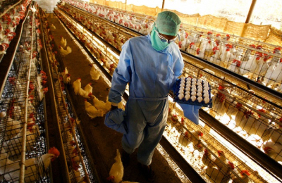 Aseguran que se pueden consumir sin problemas carne de pollo y huevos