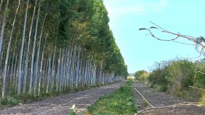 El Chaco expuso sobre el uso sostenible de los bosques