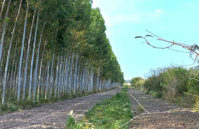 El Chaco expuso sobre el uso sostenible de los bosques