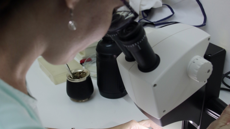 Qué piensan sobre su trabajo los jóvenes investigadores científicos del nordeste