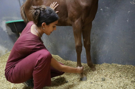 equino.jpg