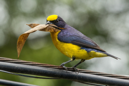 aves10.jfif