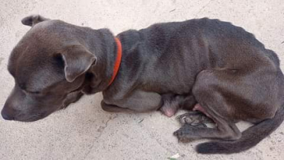 Victoria lucha por vivir: parió, fue abandonada y juntan fondos para su tratamiento