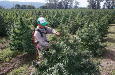 Proponen crear una firma mixta que podrá exportar aceite de cannabis