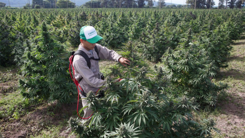 Proponen crear una firma mixta que podrá exportar aceite de cannabis