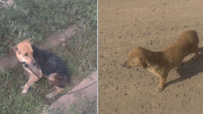 Denuncian abandono de dos perritos en Barranqueras