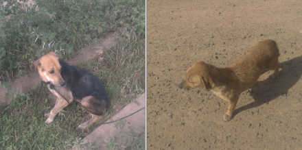 perro4.jpg