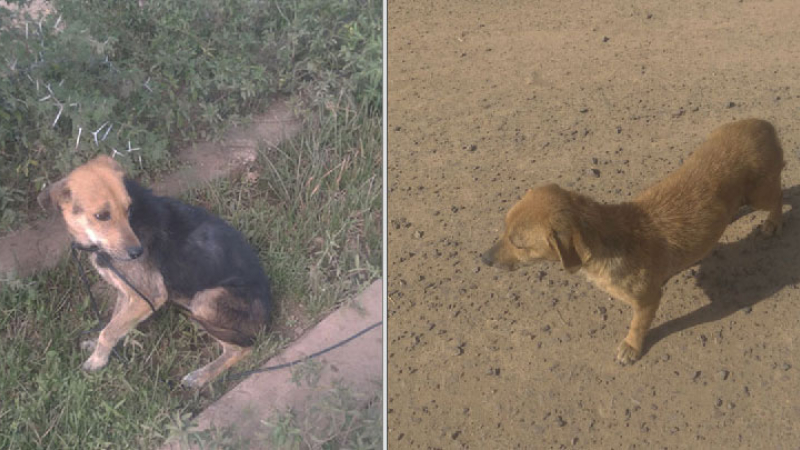 Denuncian abandono de dos perritos en Barranqueras
